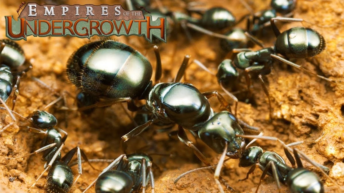 Муравьи Формика фуска