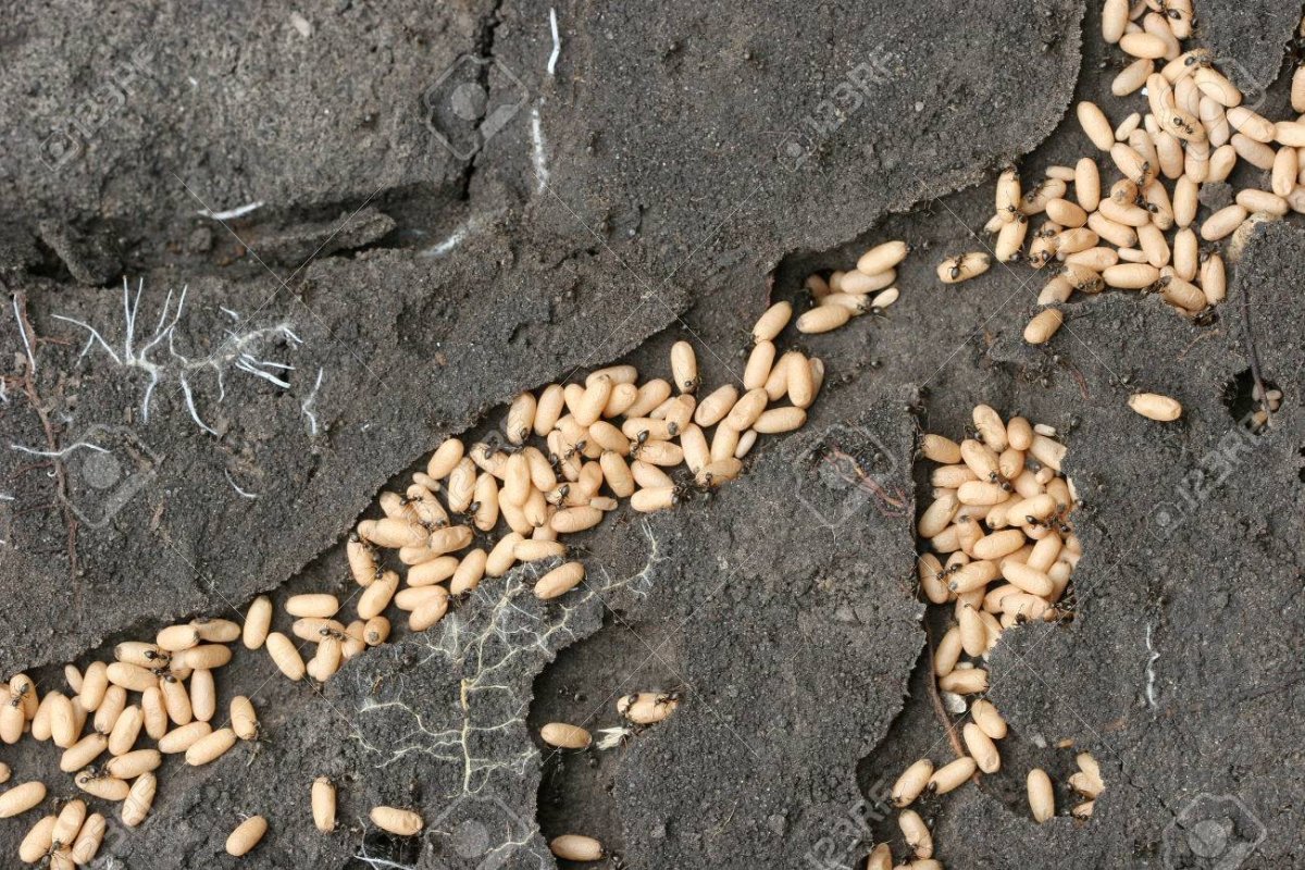 Муравейник с яйцами