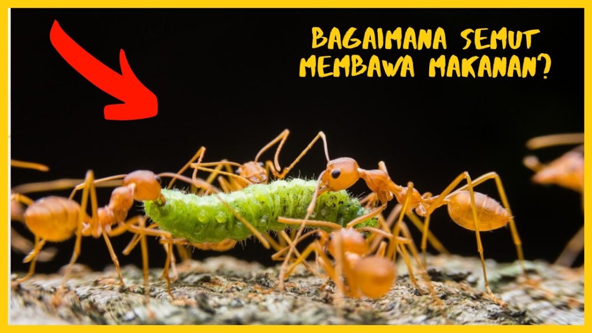 Хищные муравьи