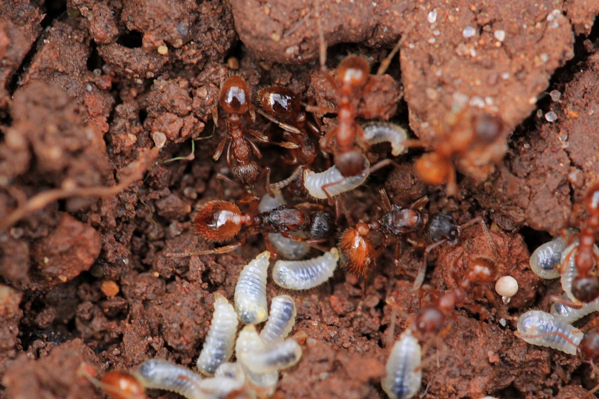 Яйца личинки куколки муравьев