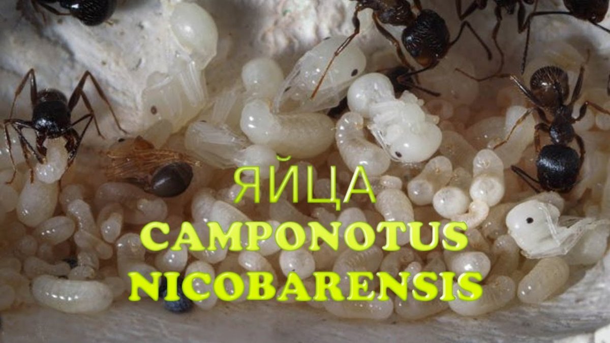 Муравьиные яйца (яйца муравьёв)