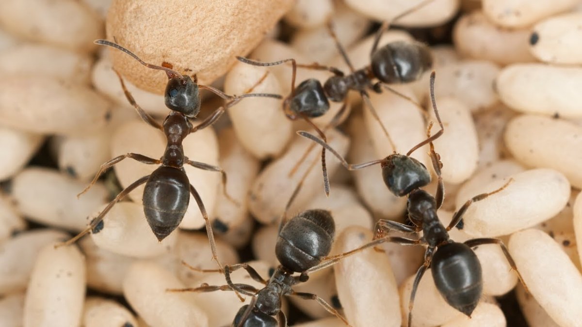 Королева огненных муравьев