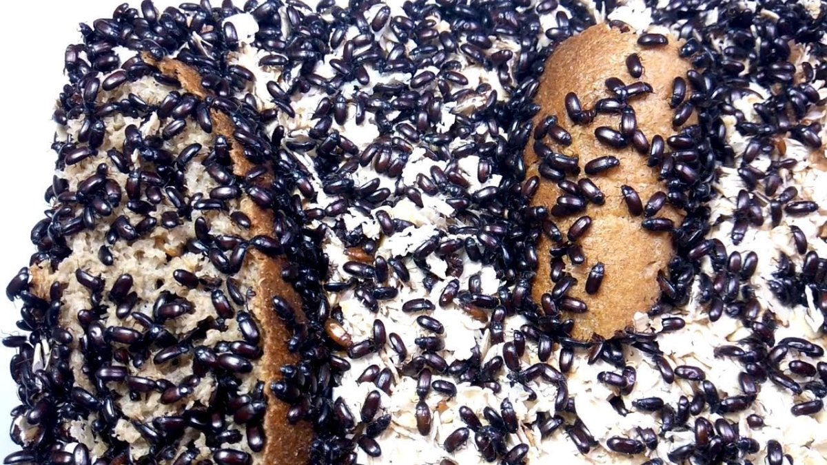 Жук лекарь Жук Знахарь