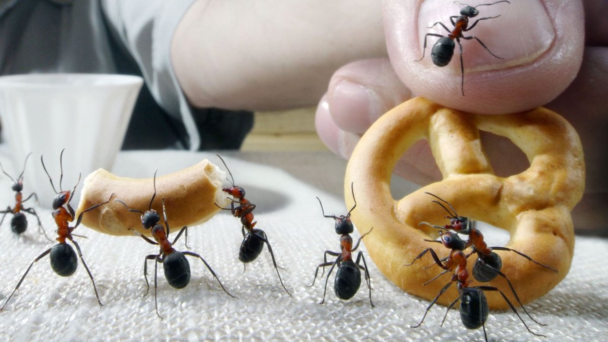 Муравьи едят бананы