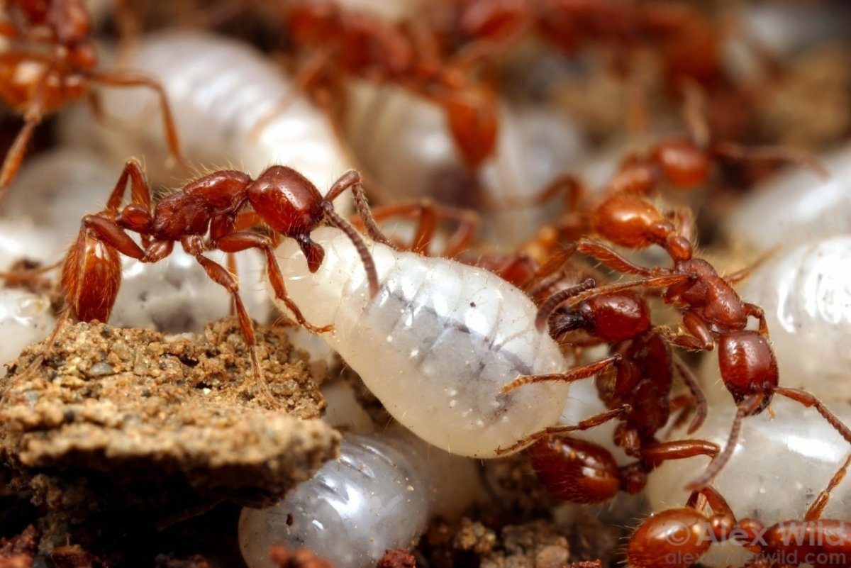 Муравьи сиафу Королева