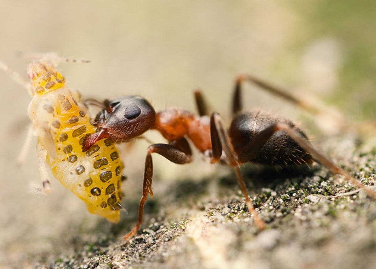 Муравьи одобряют