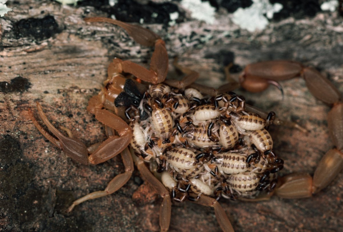 Муравей плотник