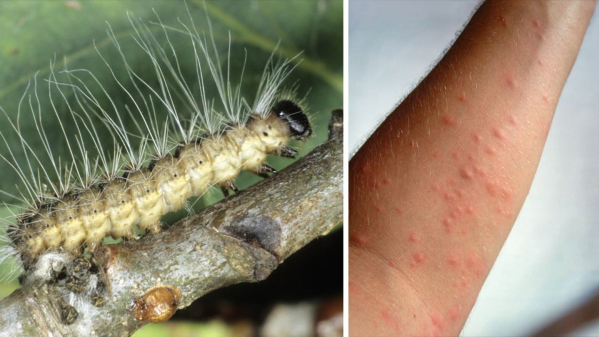 Cordyceps unilateralis