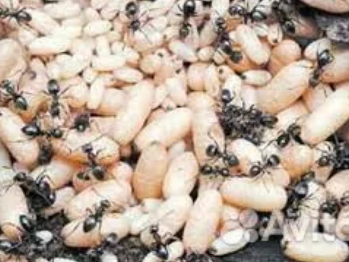 Муравьиные яйца, личинки и куколки