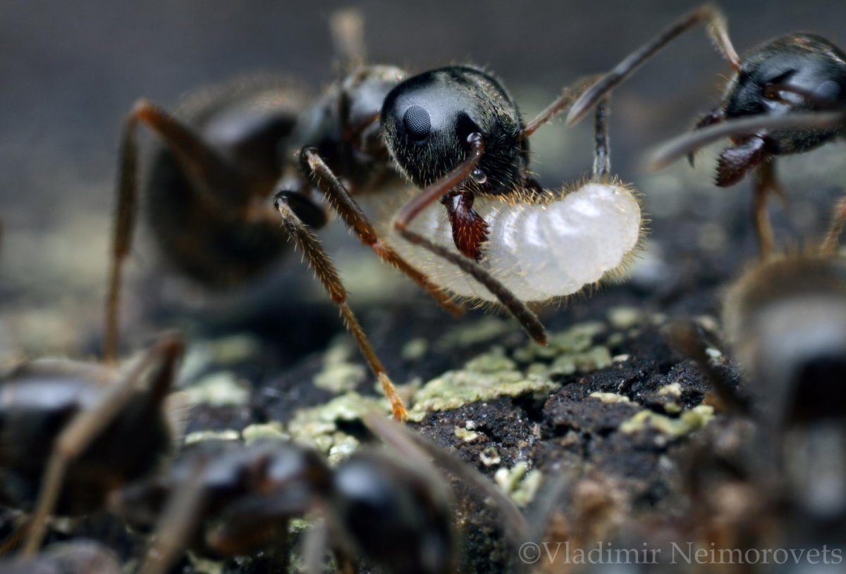 Личинка жука знахаря