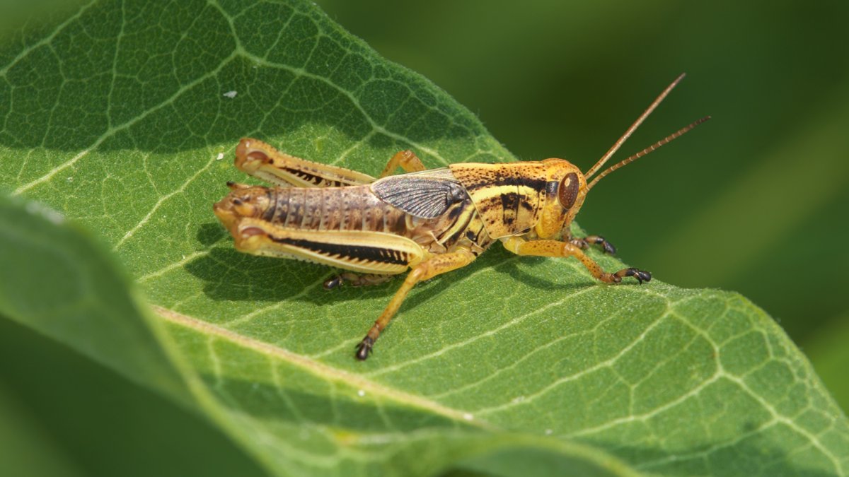 Кобылка кузнечик и Саранча