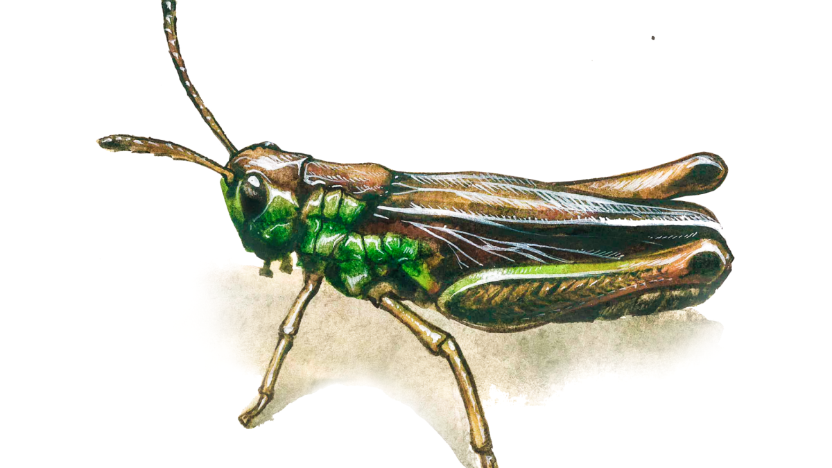 Крылья кузнечика