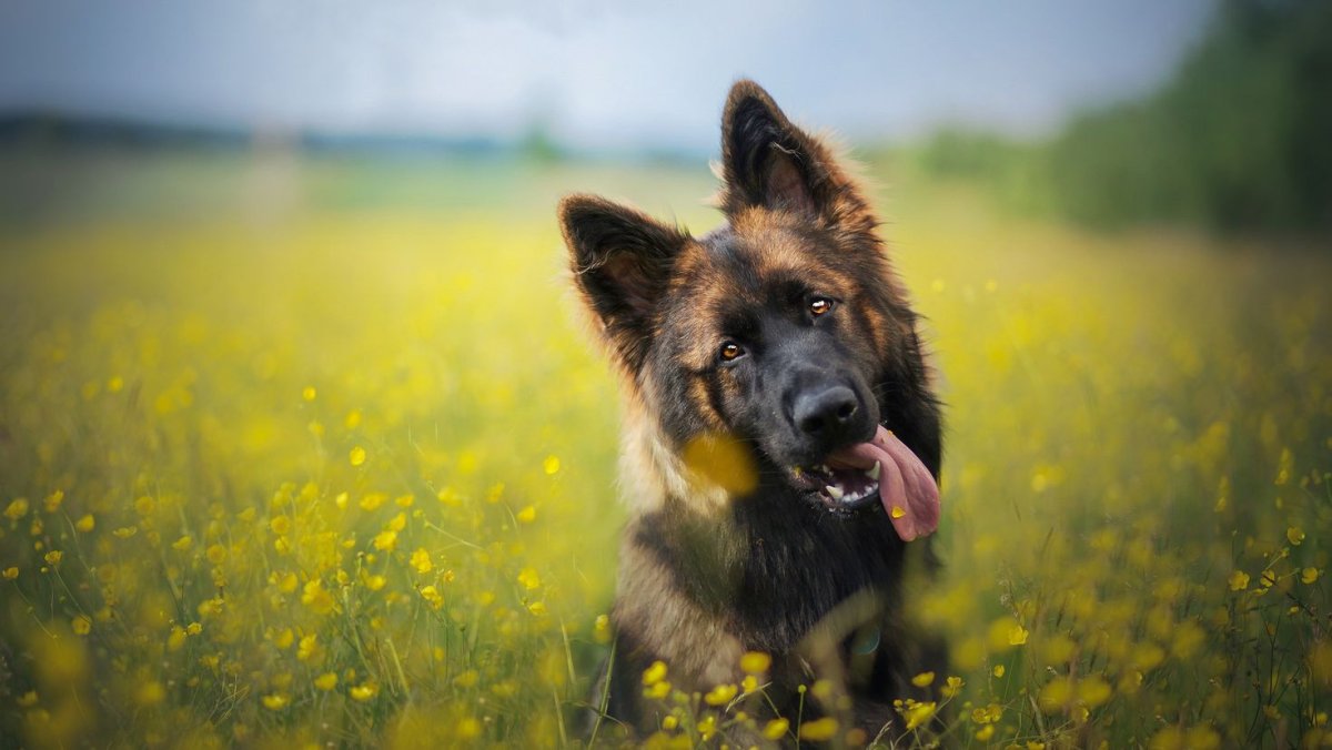 Немецкая овчарка