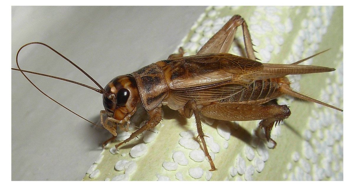 Белый кузнечик