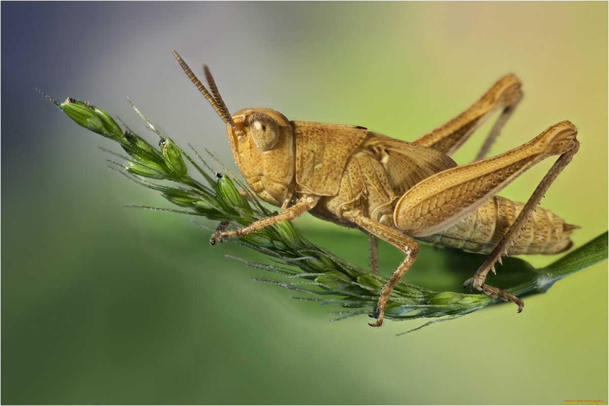 Кузнечик амбликорифа