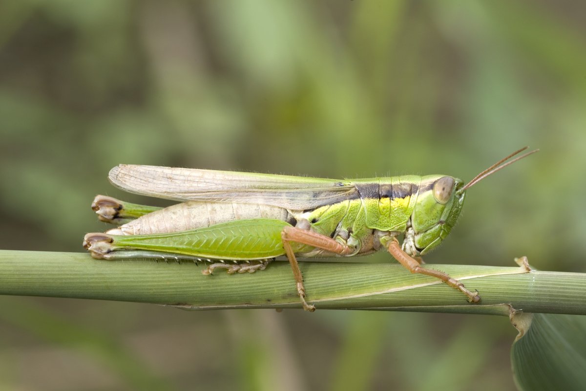 Саранча Перелетная locusta migratoria