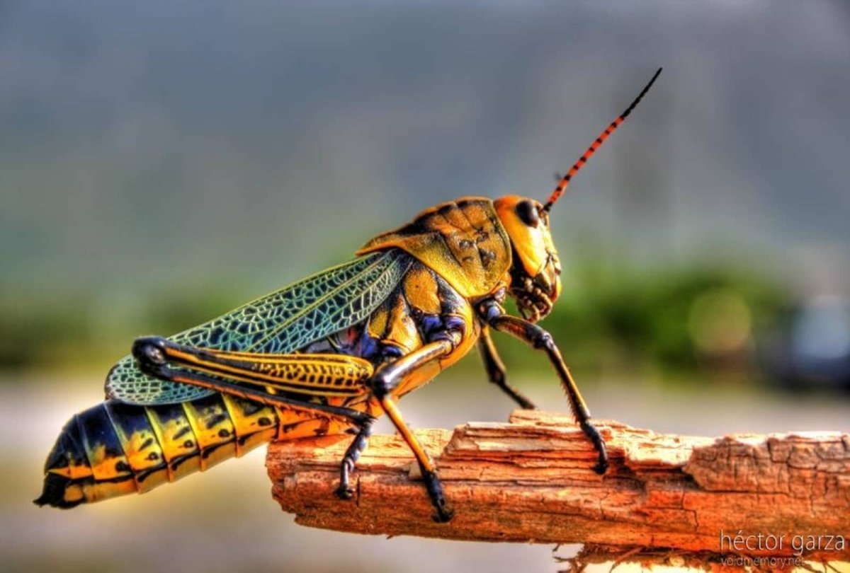 Малазийский богомол-Щитоносец