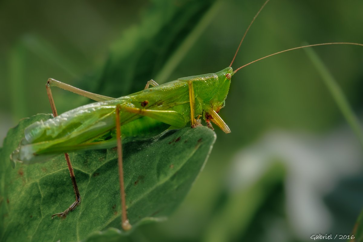 Кузнечик зеленый (Tettigonia viridissima)
