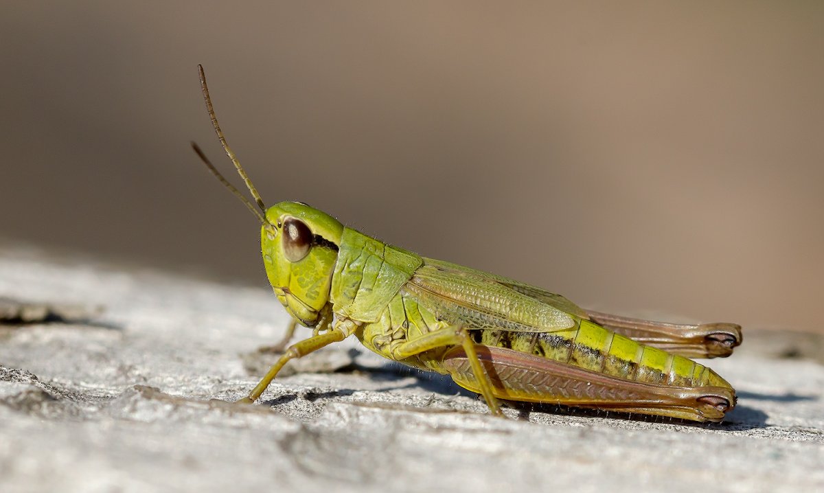 Бурая Саранча