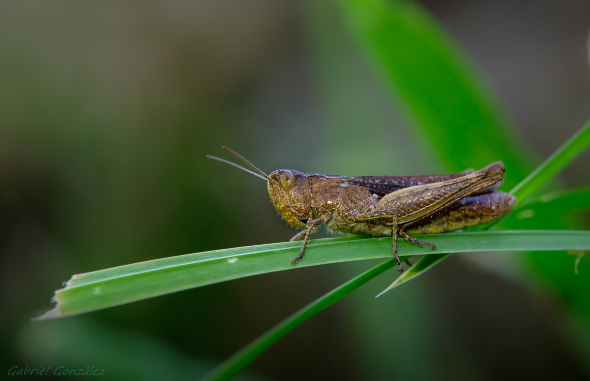 Grasshopper («кузнечик», 1946).