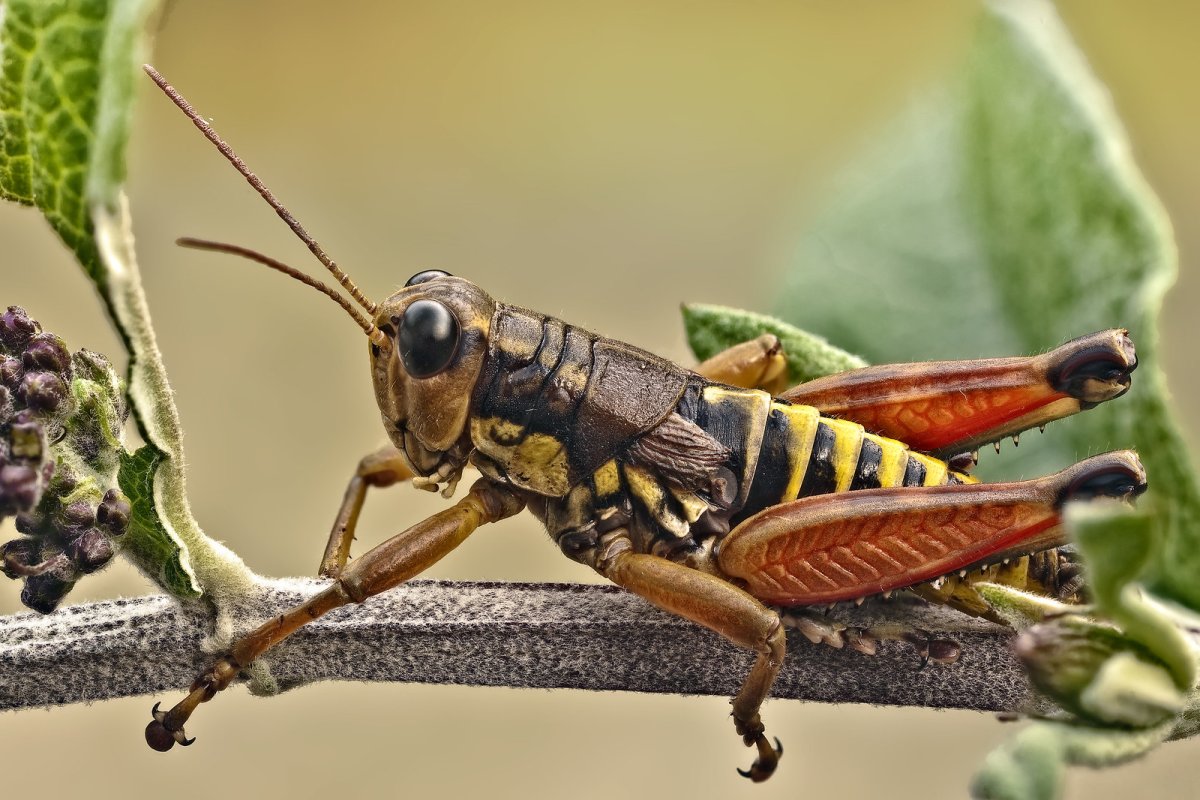 Саранча кобылка