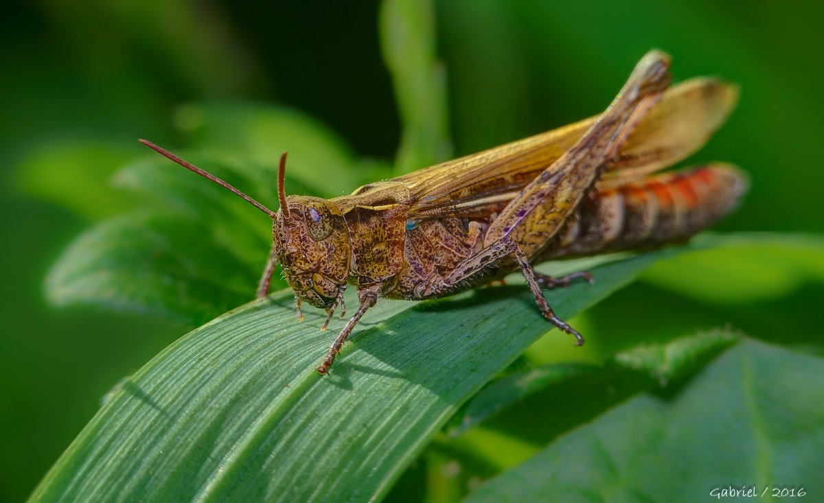 Кузнечик на белом фоне