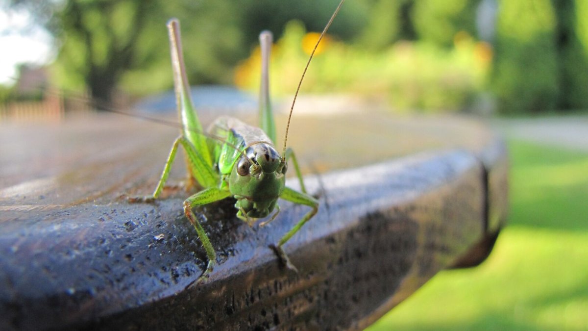 Углокрылый кузнечик