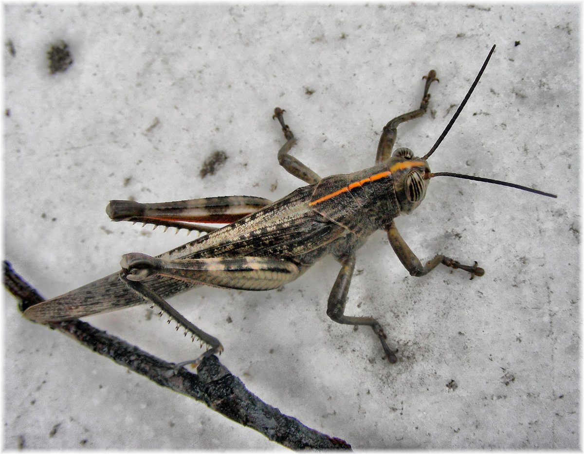 Саранча энтомология