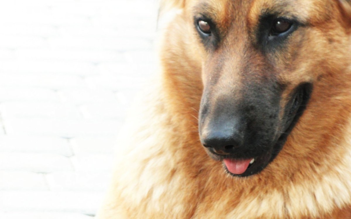 Старая немецкая овчарка