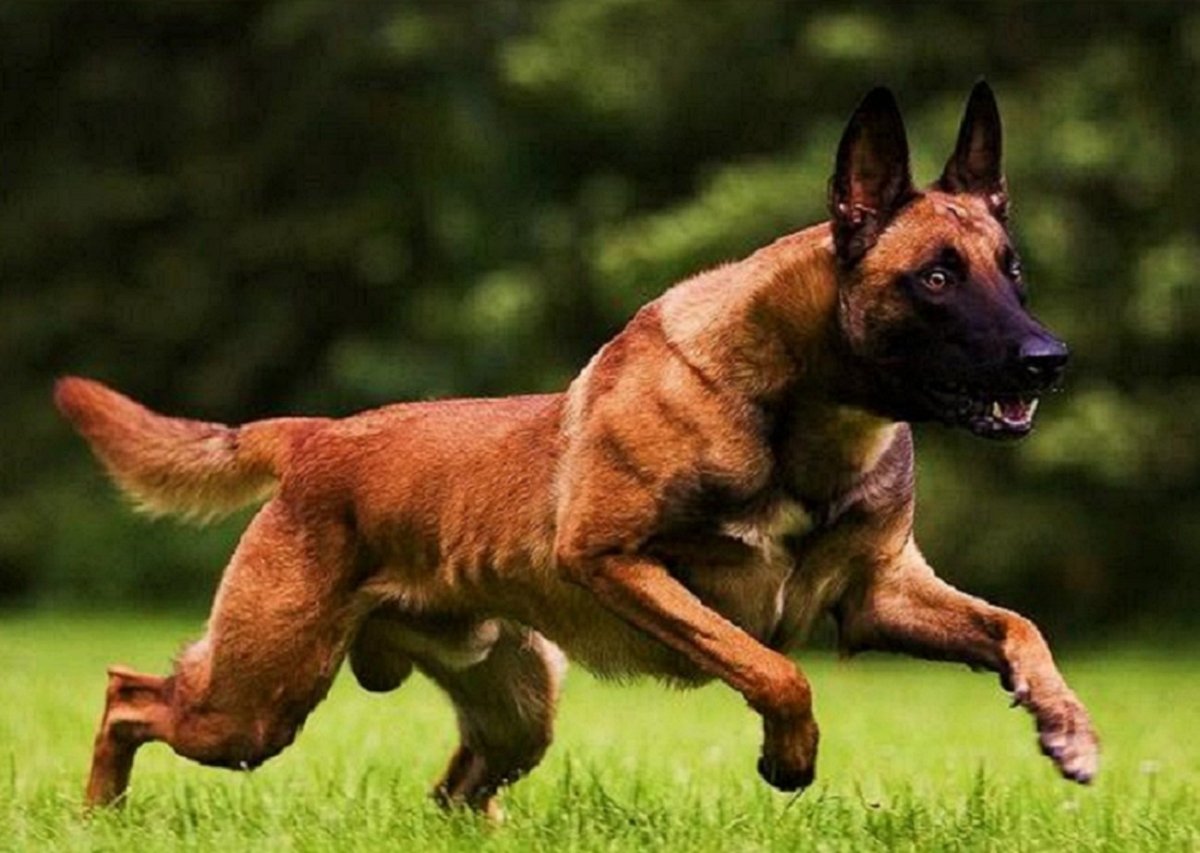 Немецкая овчарка в движении