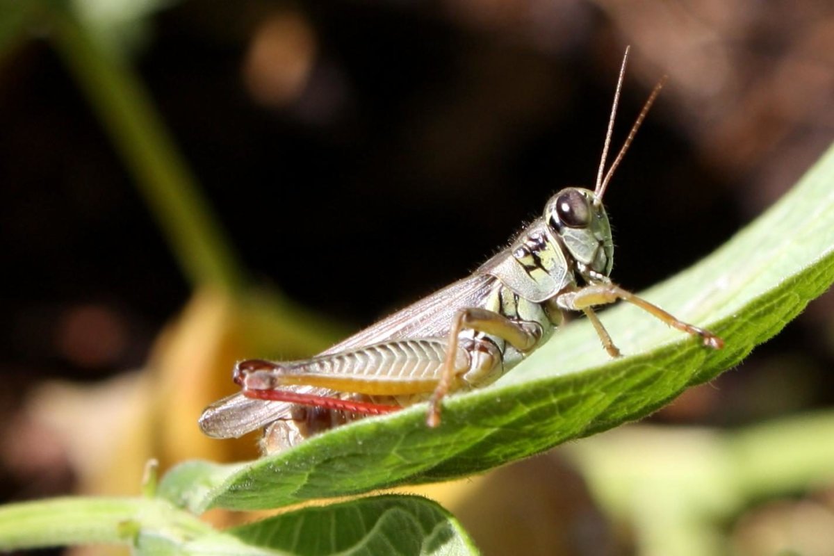 Египетская Саранча