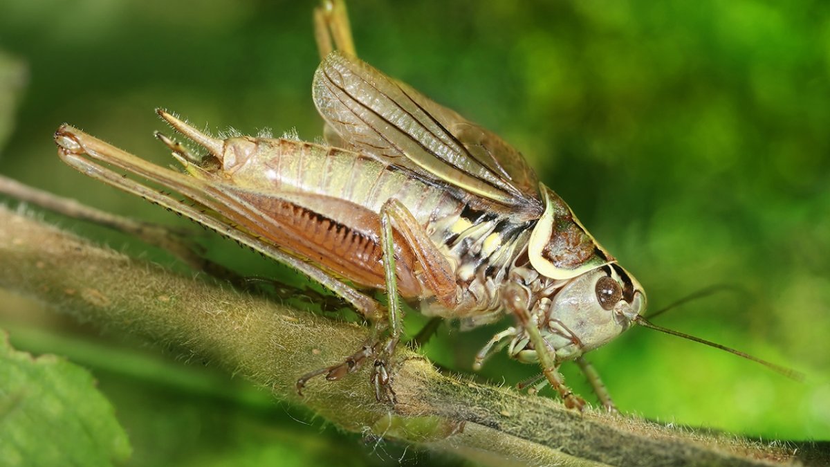 Кузнечик энтомология