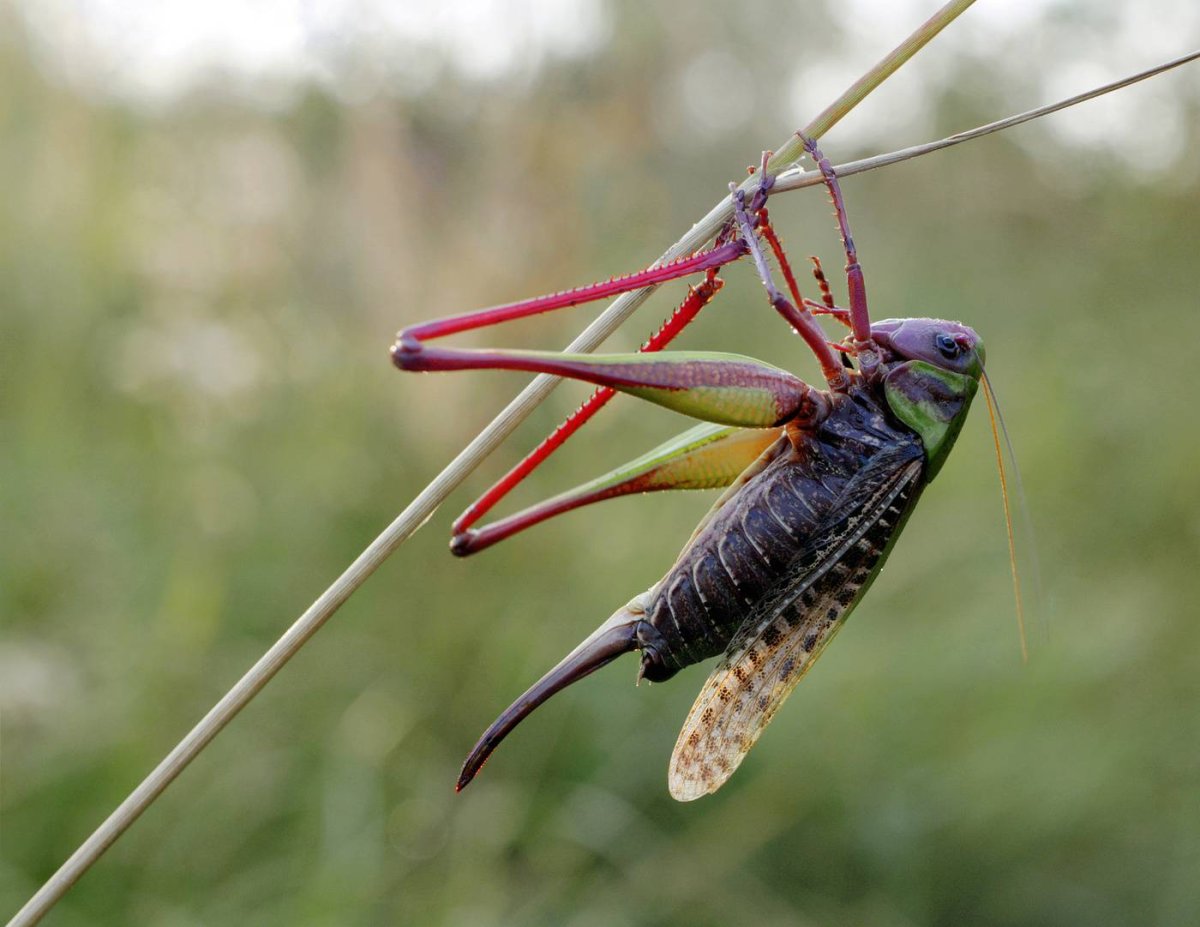 Членистоногие насекомые Саранча