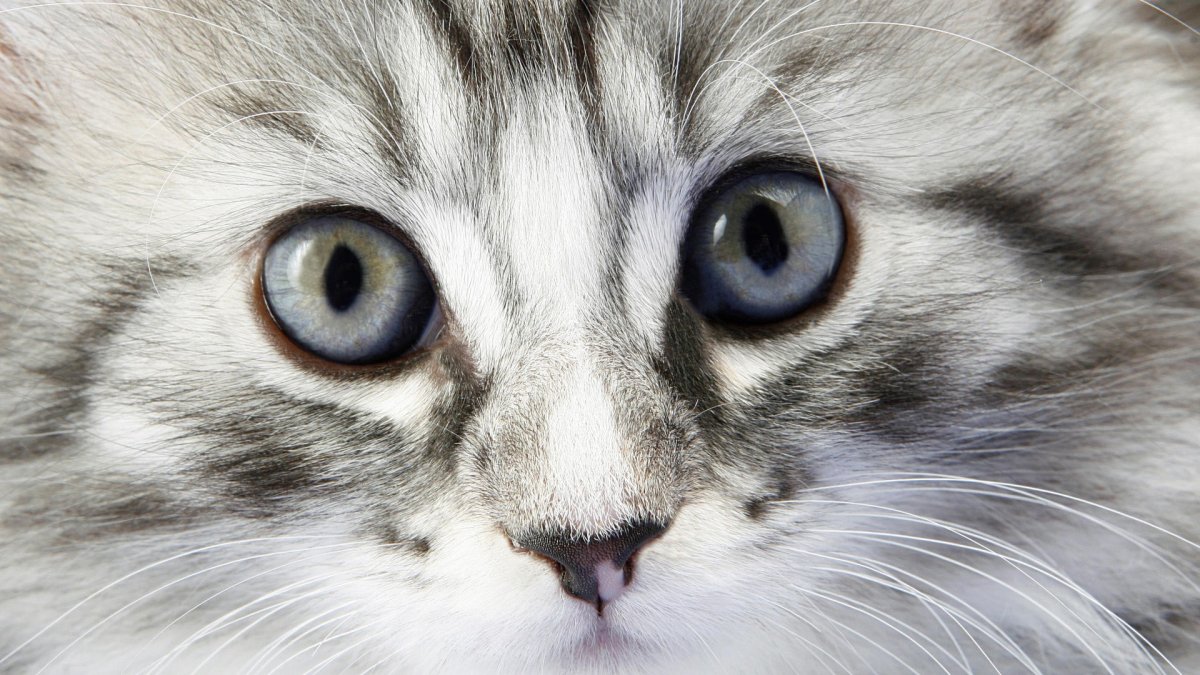 Мордочка котенка