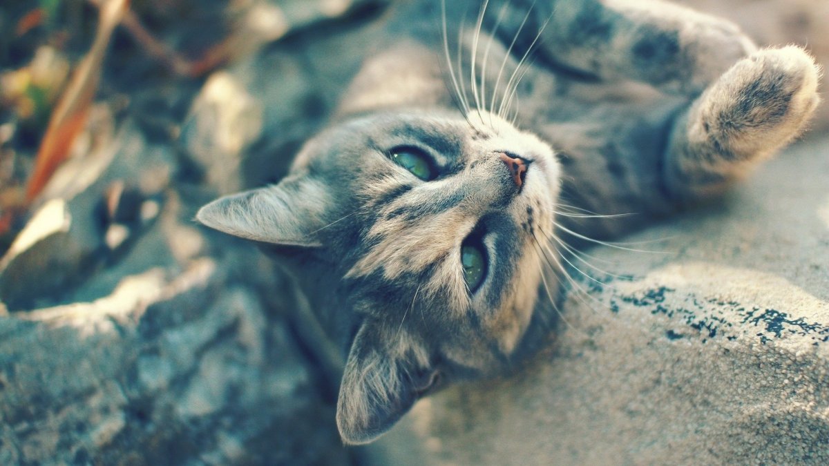 Классные обои с кошками