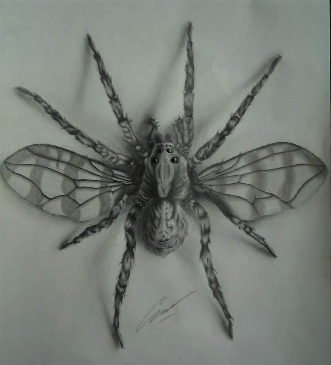 Паук с крыльями