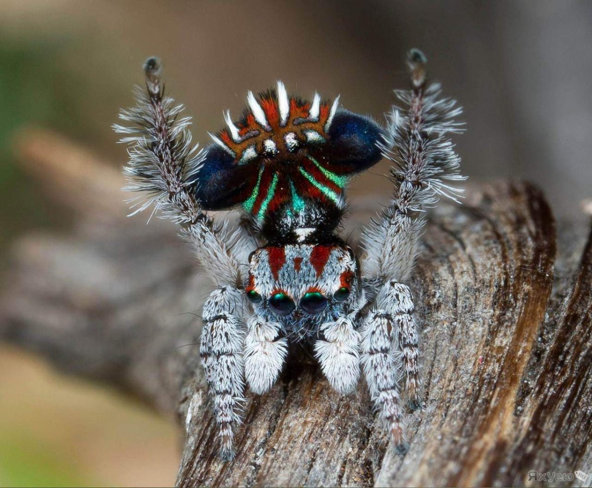 Паук-Павлин (Maratus volans)