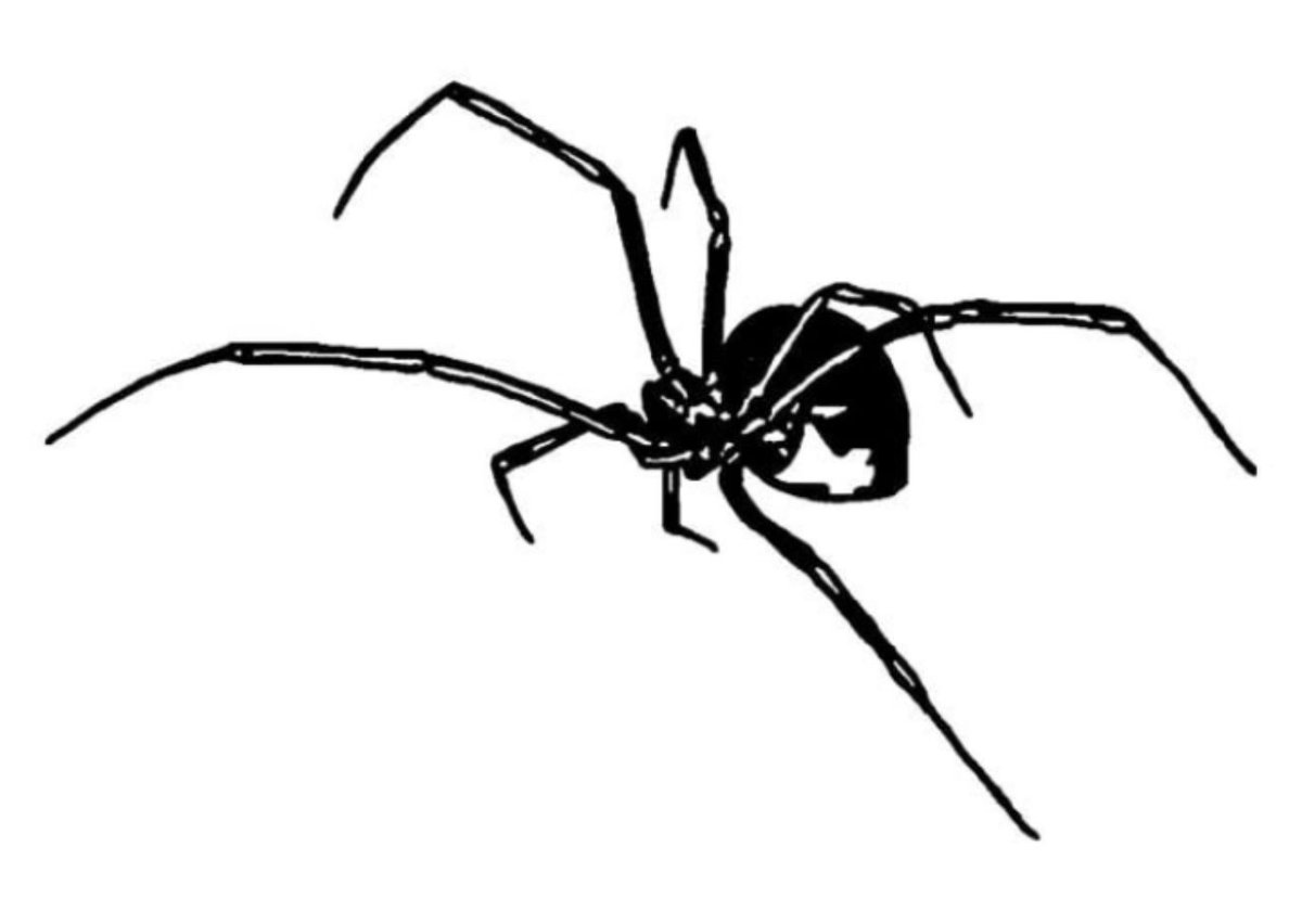 Паук тату эскиз