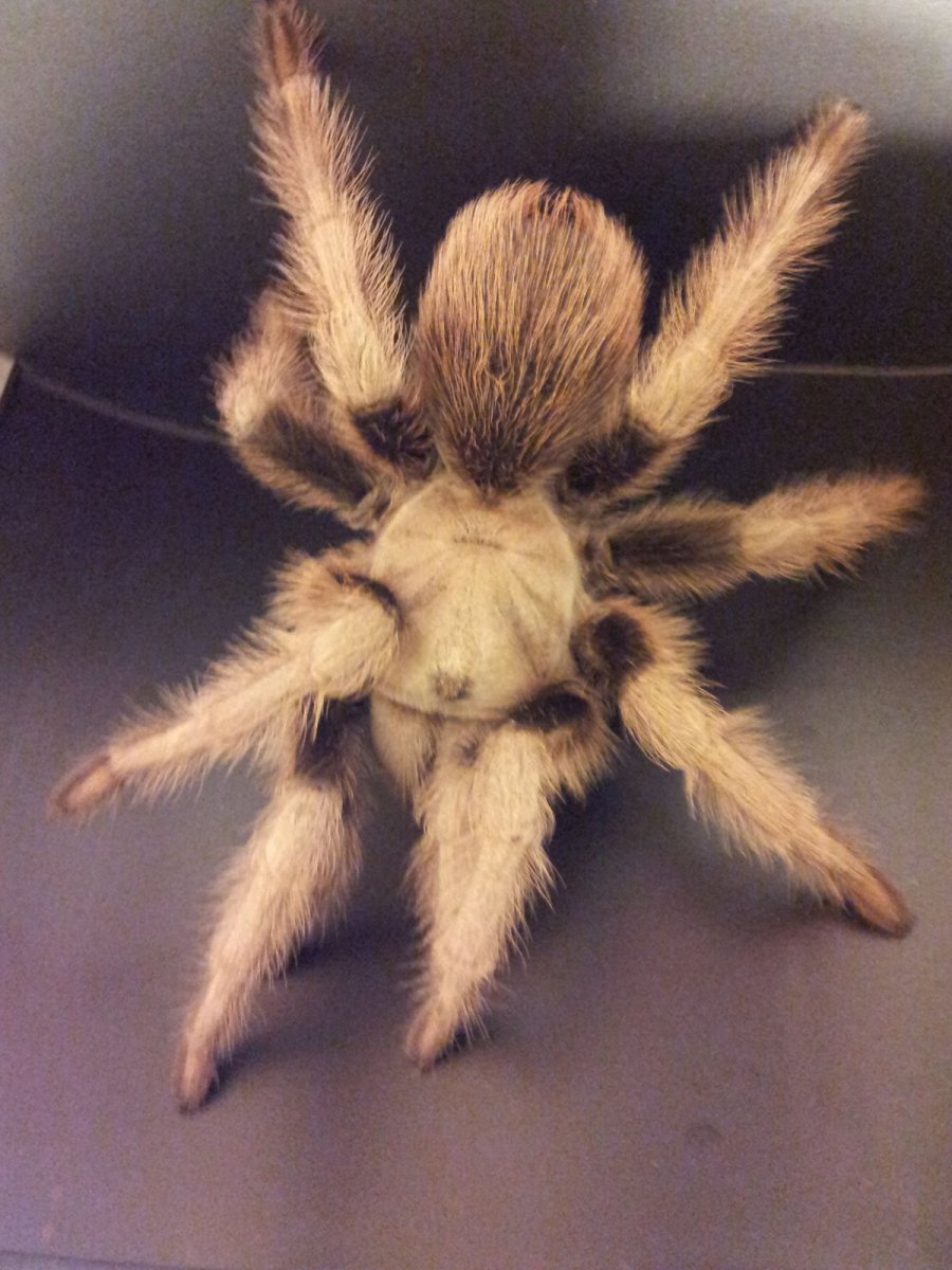 Афонопельма халькодес