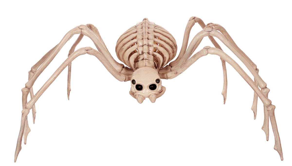Скелет паука строение