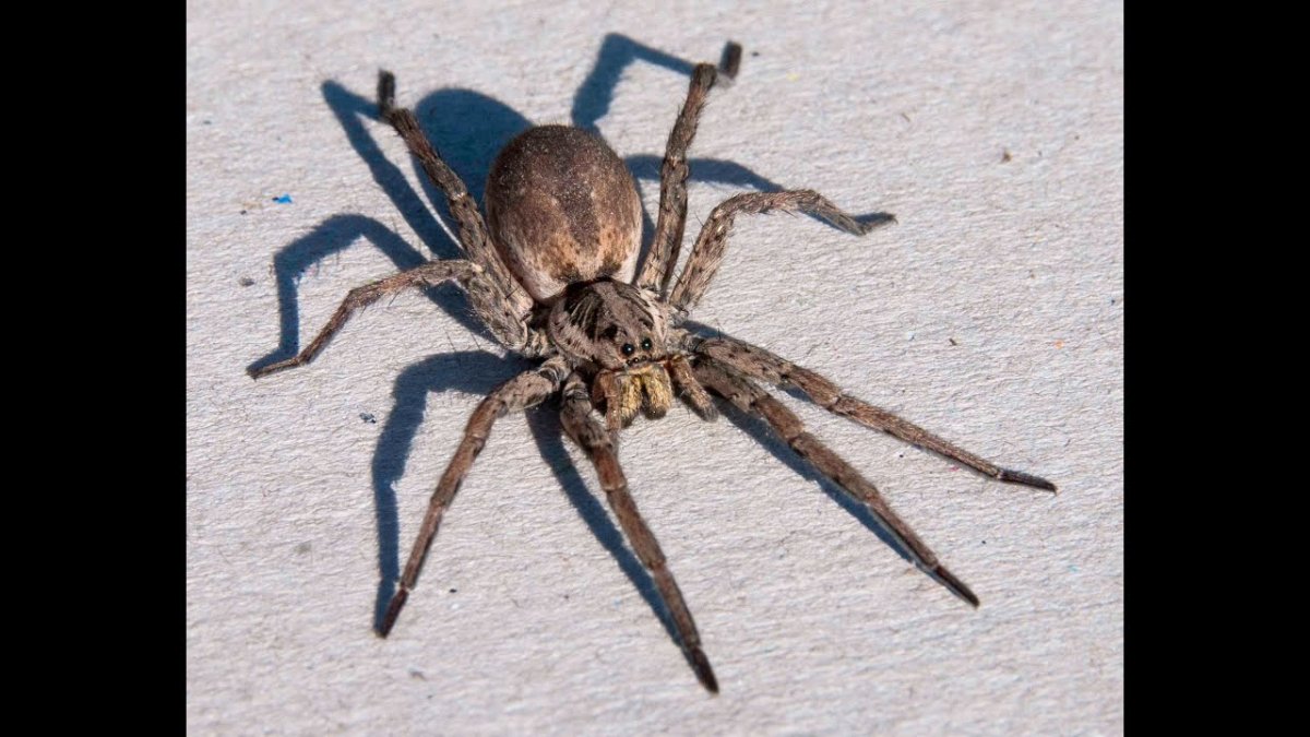 Пауки тарантулы летают