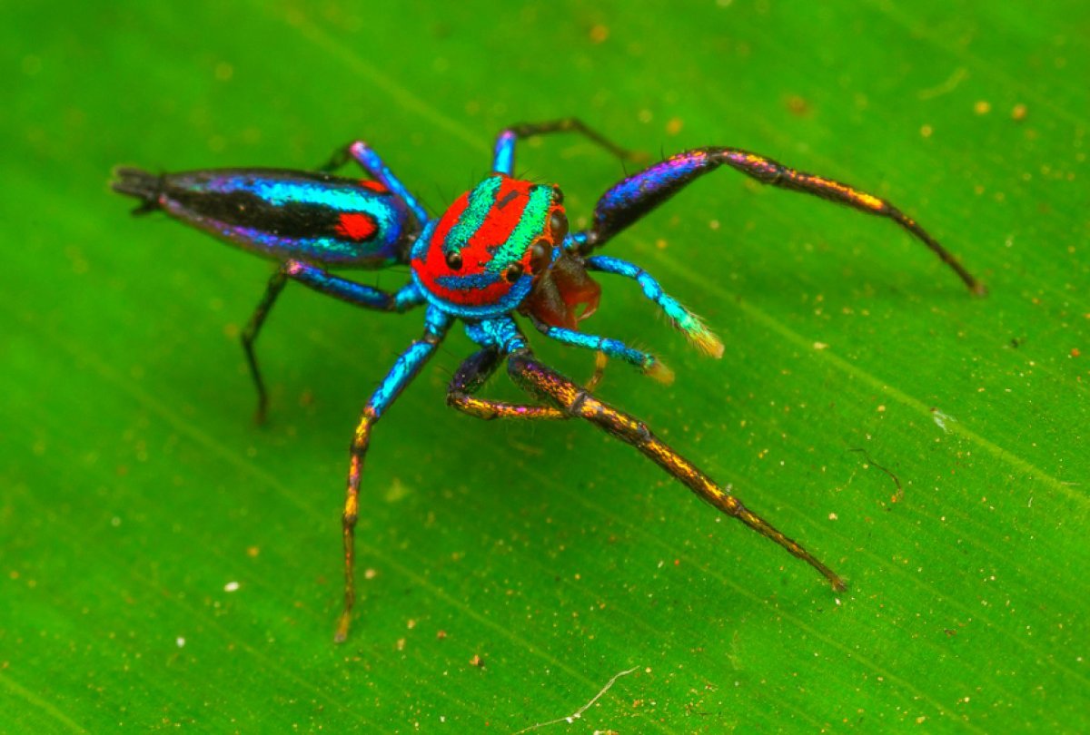 Радужный паучок