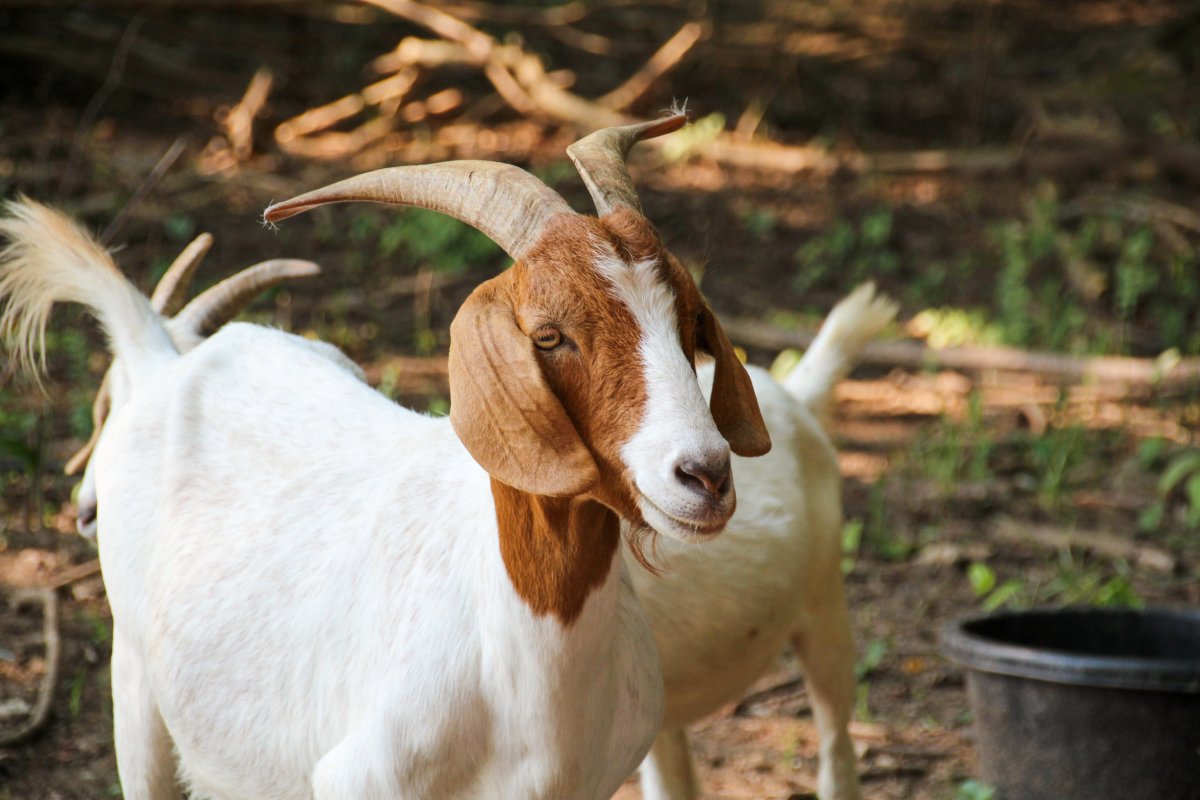 Тоскана коза