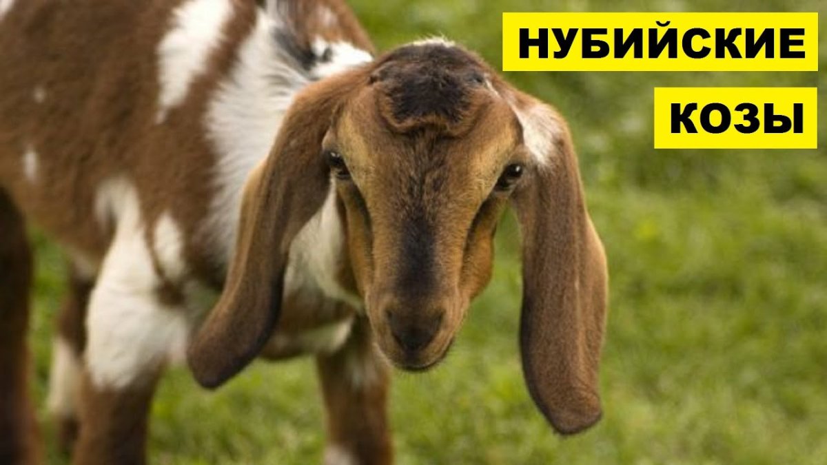 Вислоухие козы нубийский