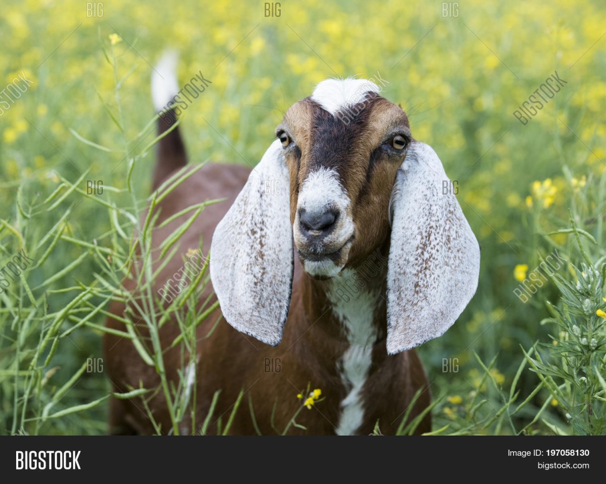 Англо-нубийские козы на лугу