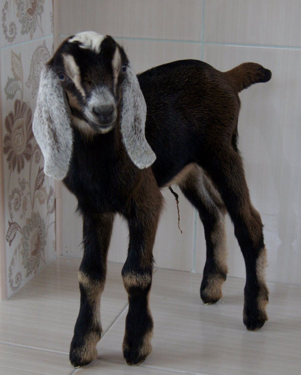 Козы нубийской породы