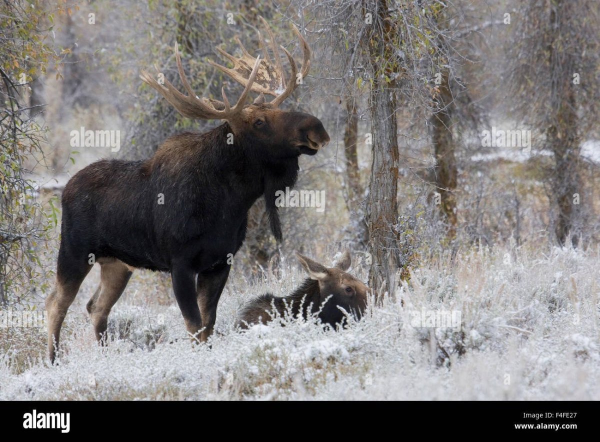 Лось зимой