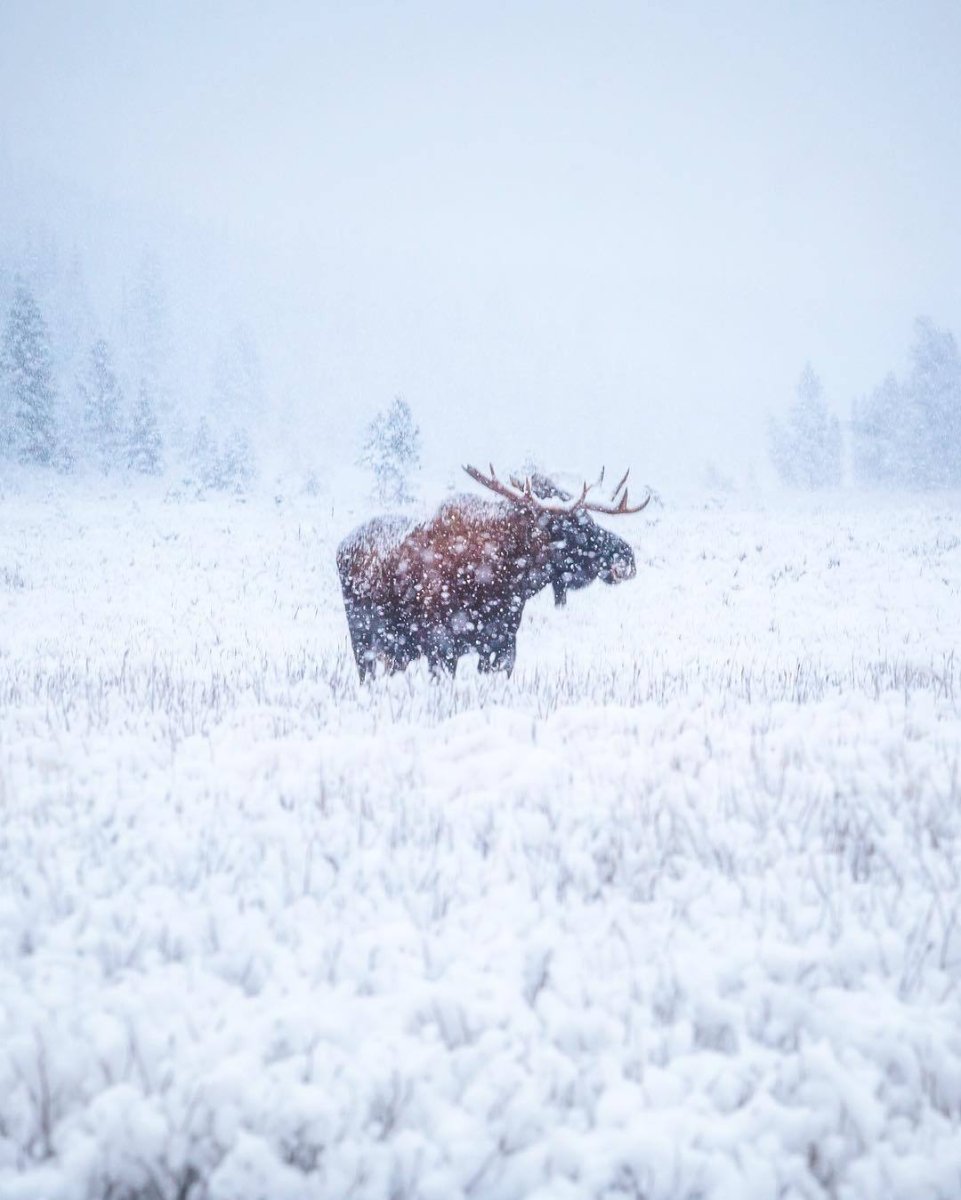 Лось в снегу