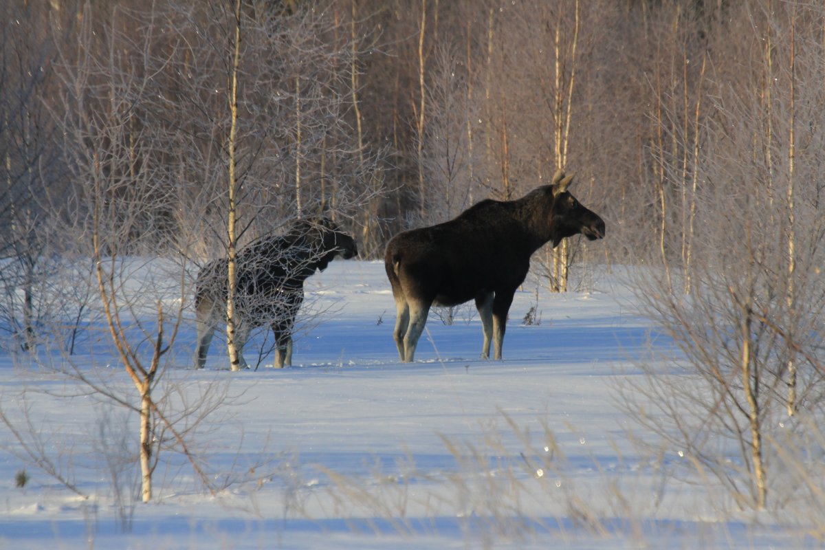 Охотничье хозяйство Руднянский охотник
