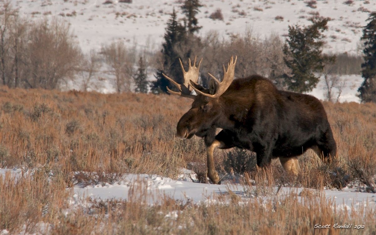 Лось Восточно Сибирский Сохатый
